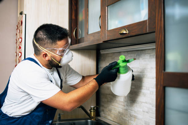 Best Termite Control Services  in Denver, CO
