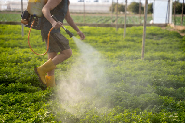 Best Ant Control Services  in Denver, CO